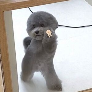 Meet your Posher, Anna